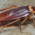 Be Careful!:  – Cockroaches spread disease to humans.